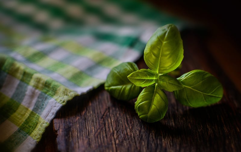 Basil