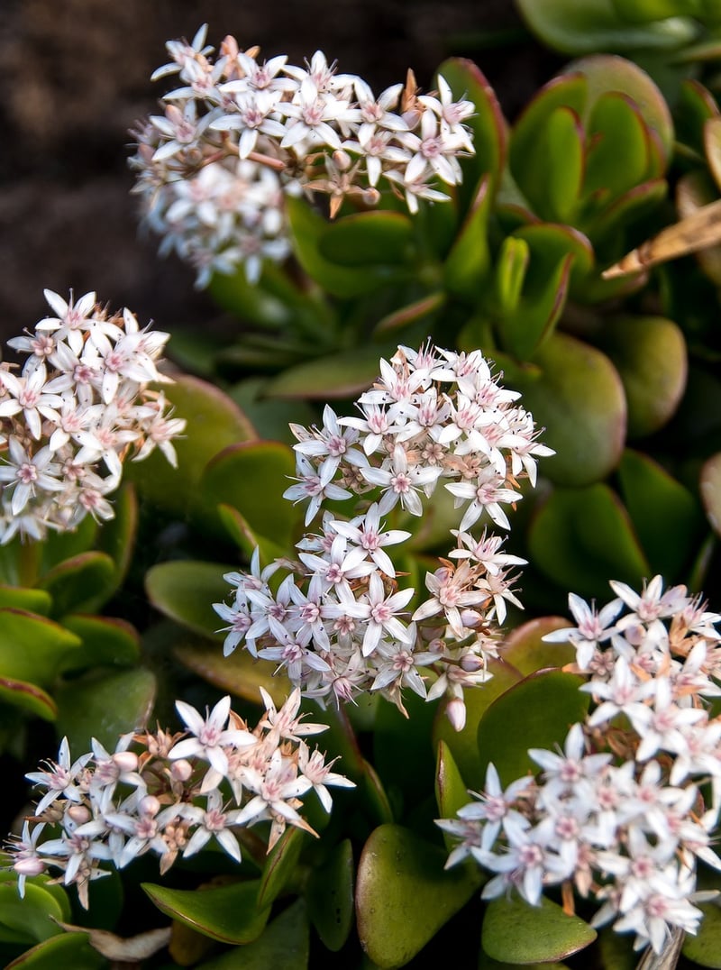 Crassula