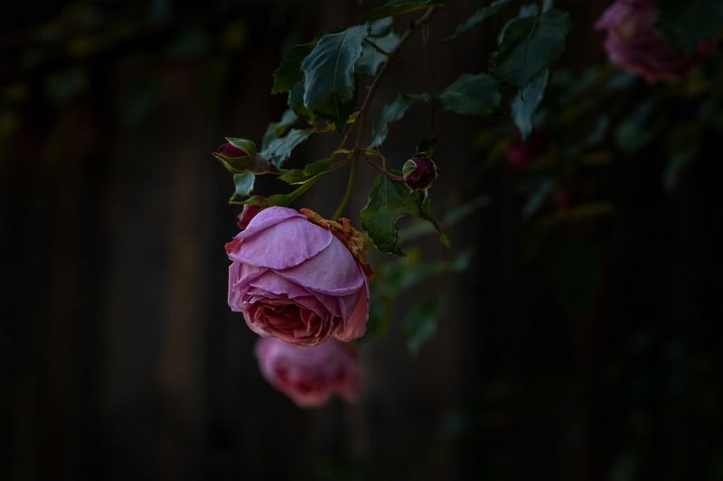 Rose