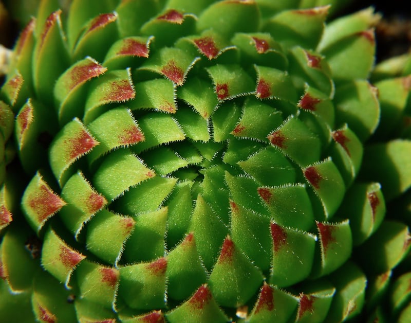 Echeveria